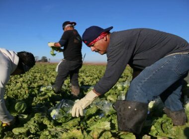 Farm Worker Jobs in Finland