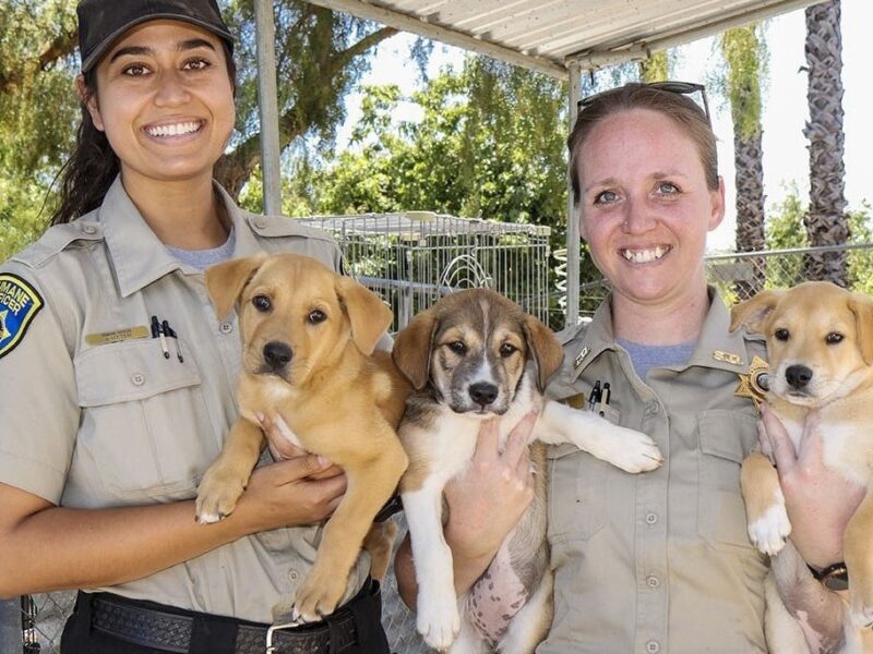 Animal Control Officer Jobs in Canada 2025